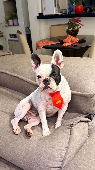 O Bento, um buldogue francês, na foto que o tutor mandou